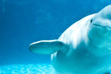 Wildlife Wednesday: Beluga Whale
