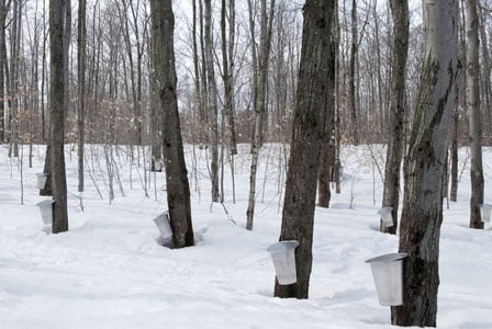 Will Climate Change Threaten Our Beloved Maple Syrup? It\'s Hard to Tell
