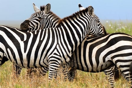 Wildlife Wednesday: Zebra
