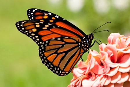 Wildlife Wednesday: Monarch Butterfly
