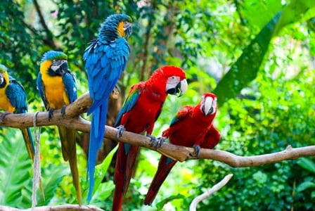 Wildlife Wednesday: Macaw
