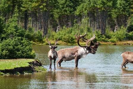 Threatened Alberta Caribou Continue To Decline Without Protection
