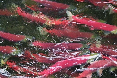 Sockeye Salmon Stocks Are In Widespread Decline
