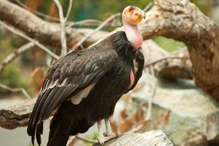 Wildlife Wednesday: California Condor
