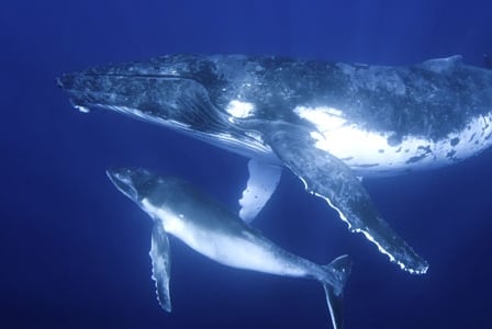 Wildlife Wednesday: Humpback Whale Washes Up on Land; Marine Debris Blamed
