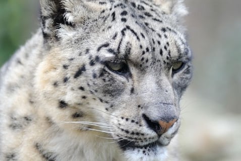Wildlife Wednesday: Snow Leopard
