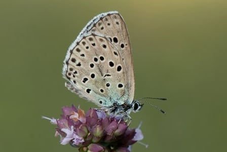 Wildlife Wednesday: Large Blue Butterfly
