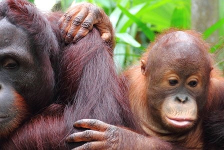 Wildlife Wednesday: Orangutans
