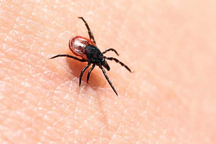 The Growing Threat of Lyme Disease