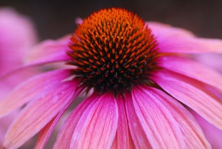 10 Reasons to Stock up on Echinacea

