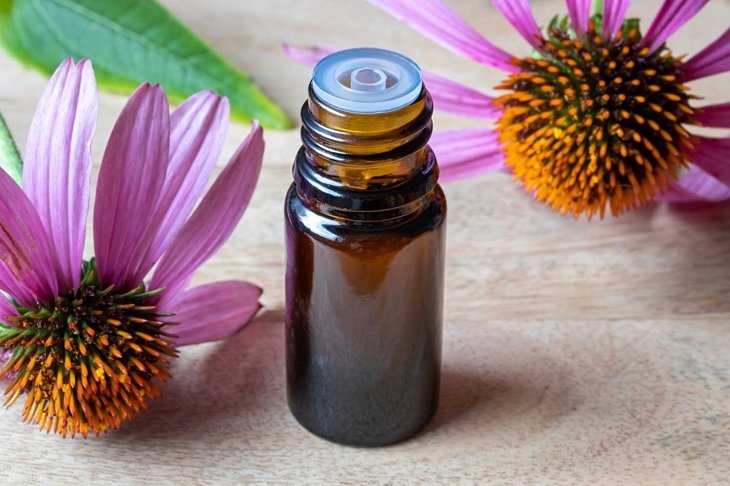 A bottle of essential oil with fresh echinacea flowers